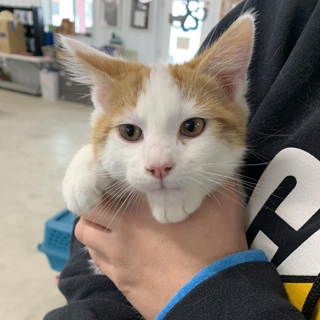 Enlarge DJ Klaws, a Adoptable Domestic Short Hair in Spanish Fork, UT image 2/2