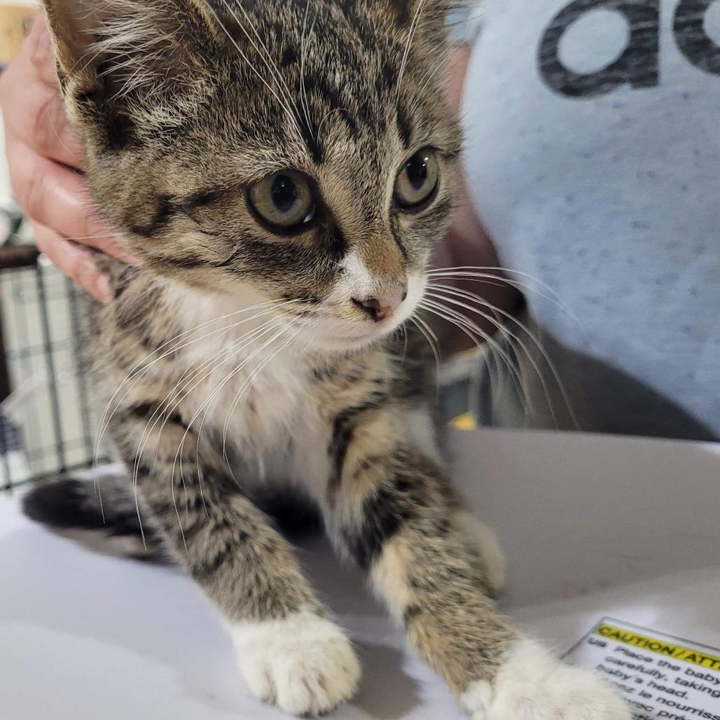 Enlarge Melody, a Adoptable Domestic Short Hair in Traverse City, MI image 1/2