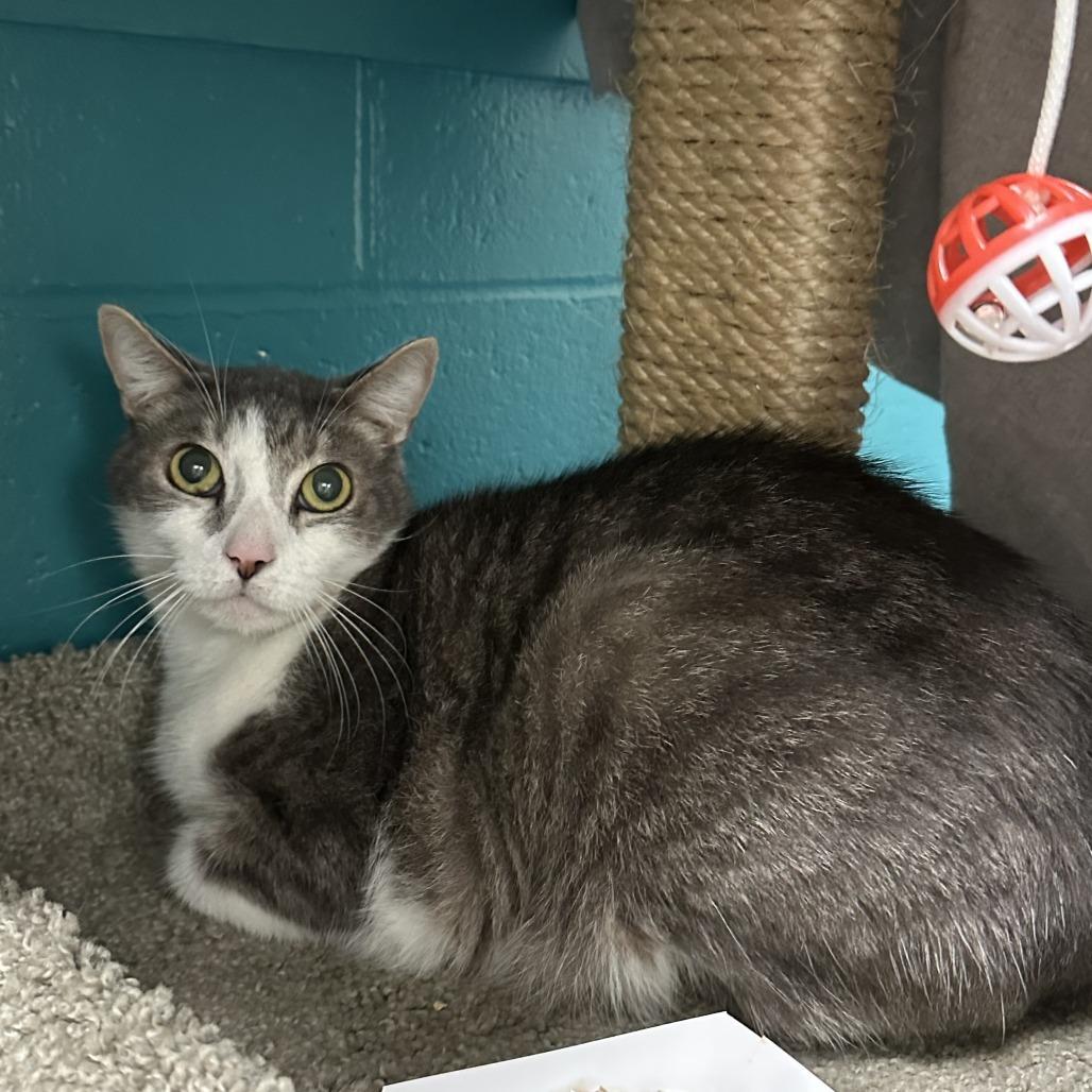 Enlarge Clementine, a Adoptable Domestic Short Hair in Bedford, NH image 1/1