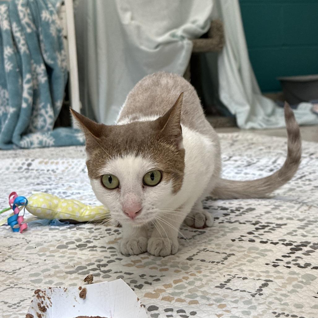 Enlarge Fig (18), a Adoptable Domestic Short Hair in Bedford, NH image 1/3