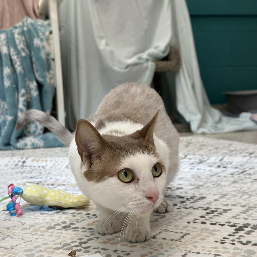 Enlarge Fig (18), a Adoptable Domestic Short Hair in Bedford, NH image 2/3