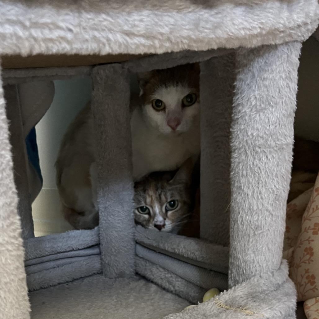 Enlarge Fig (18), a Adoptable Domestic Short Hair in Bedford, NH image 3/3