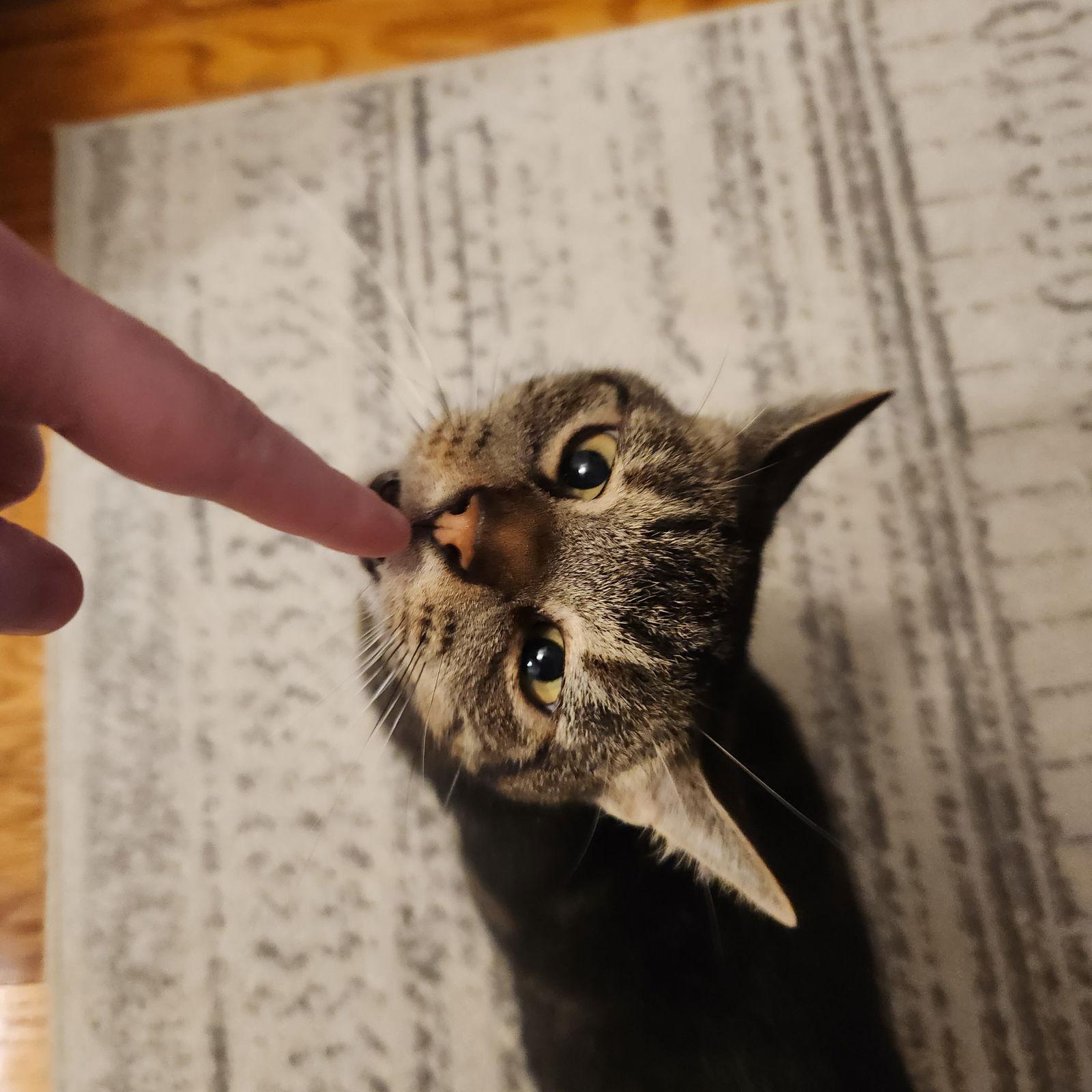 Enlarge Jules, a Adopted Domestic Short Hair in Brooklyn, NY image 1/3