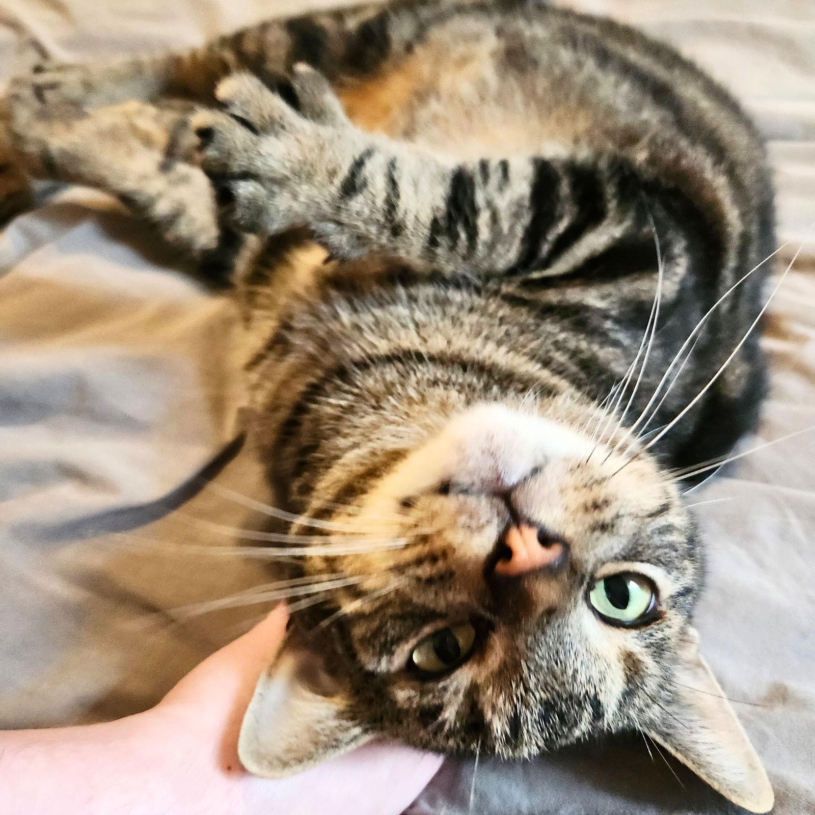 Enlarge Jules, a Adopted Domestic Short Hair in Brooklyn, NY image 2/3