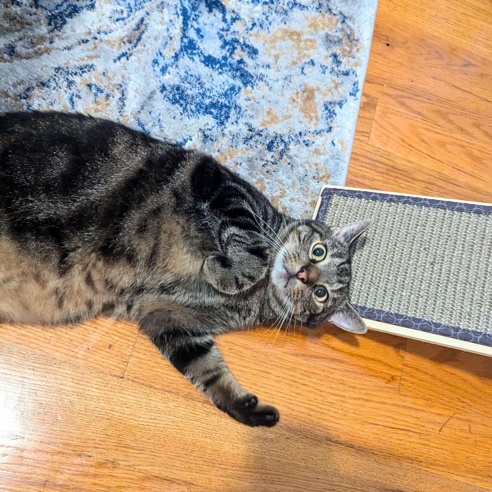 Enlarge Jules, a Adopted Domestic Short Hair in Brooklyn, NY image 3/3