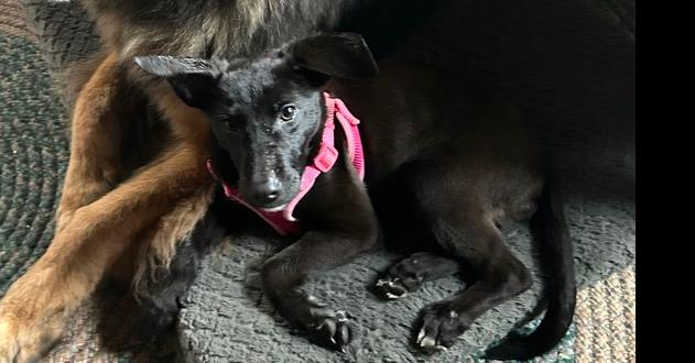 Ebony, a Adoptable mixed breed in Suamico, WI image 1/6