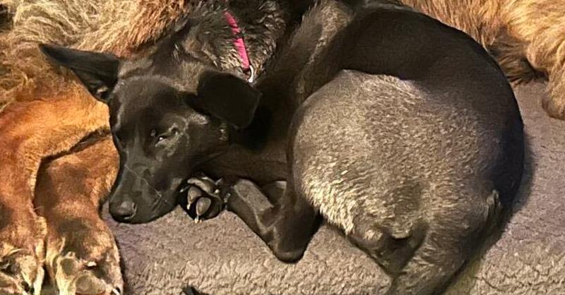 Ebony, a Adoptable mixed breed in Suamico, WI image 2/6