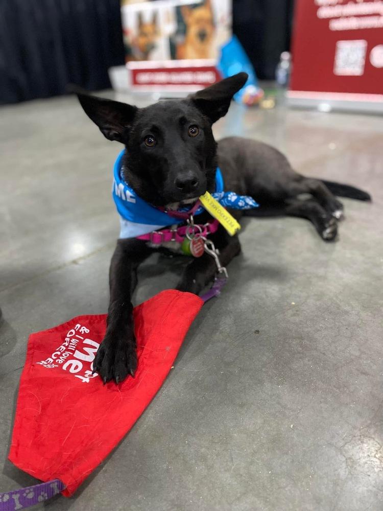 Ebony, a Adoptable mixed breed in Suamico, WI image 3/6