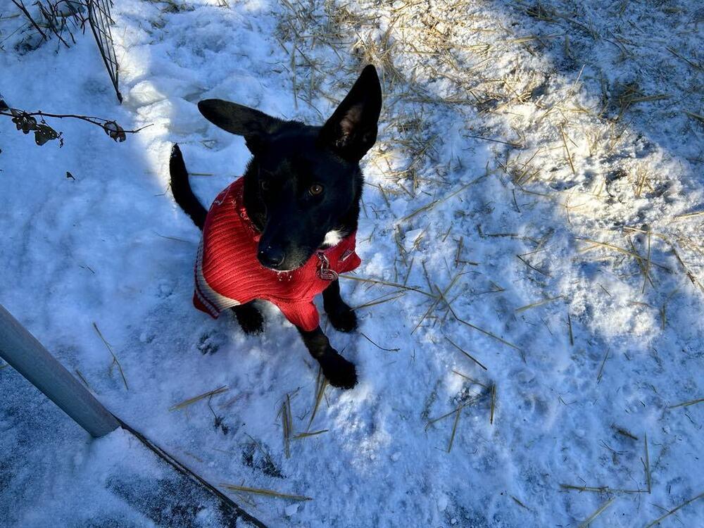 Ebony, a Adoptable mixed breed in Suamico, WI image 4/6