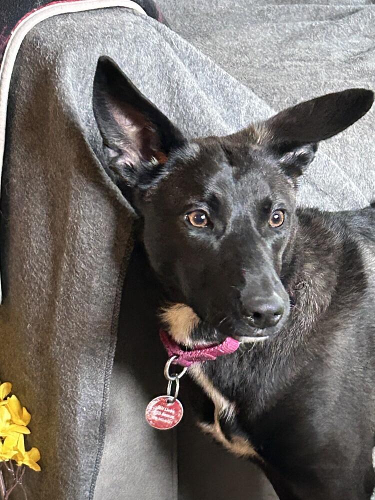 Ebony, a Adoptable mixed breed in Suamico, WI image 5/6