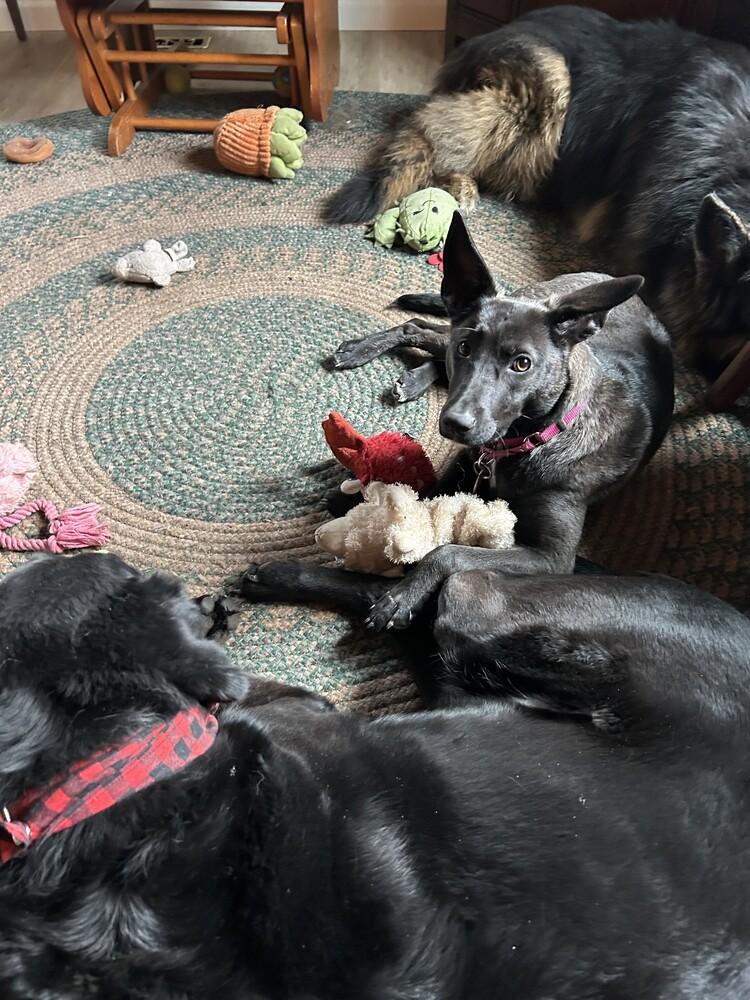 Ebony, a Adoptable mixed breed in Suamico, WI image 6/6