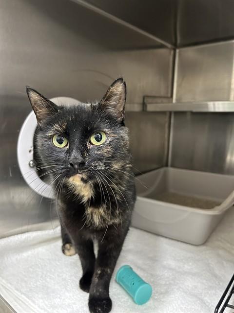 Enlarge LESLIE, a Adoptable Domestic Short Hair in Vaughan, ON image 1/1