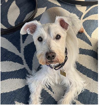 Jingles, a Adoptable Miniature Schnauzer in Miamisburg, OH image 1/5