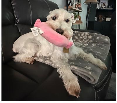 Jingles, a Adoptable Miniature Schnauzer in Miamisburg, OH image 2/5