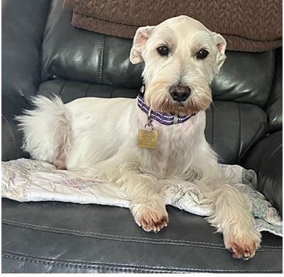 Jingles, a Adoptable Miniature Schnauzer in Miamisburg, OH image 3/5