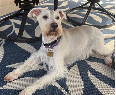 Jingles, a Adoptable Miniature Schnauzer in Miamisburg, OH image 4/5