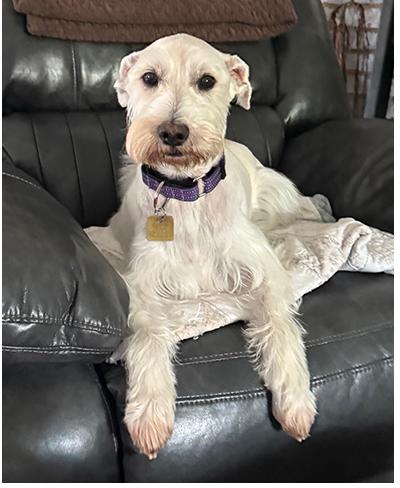 Jingles, a Adoptable Miniature Schnauzer in Miamisburg, OH image 5/5