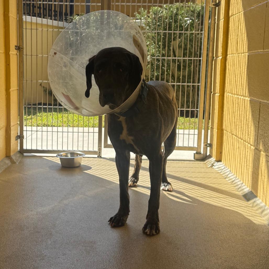 Millie, Adoptable, Adult Female Mixed Breed & Hound.