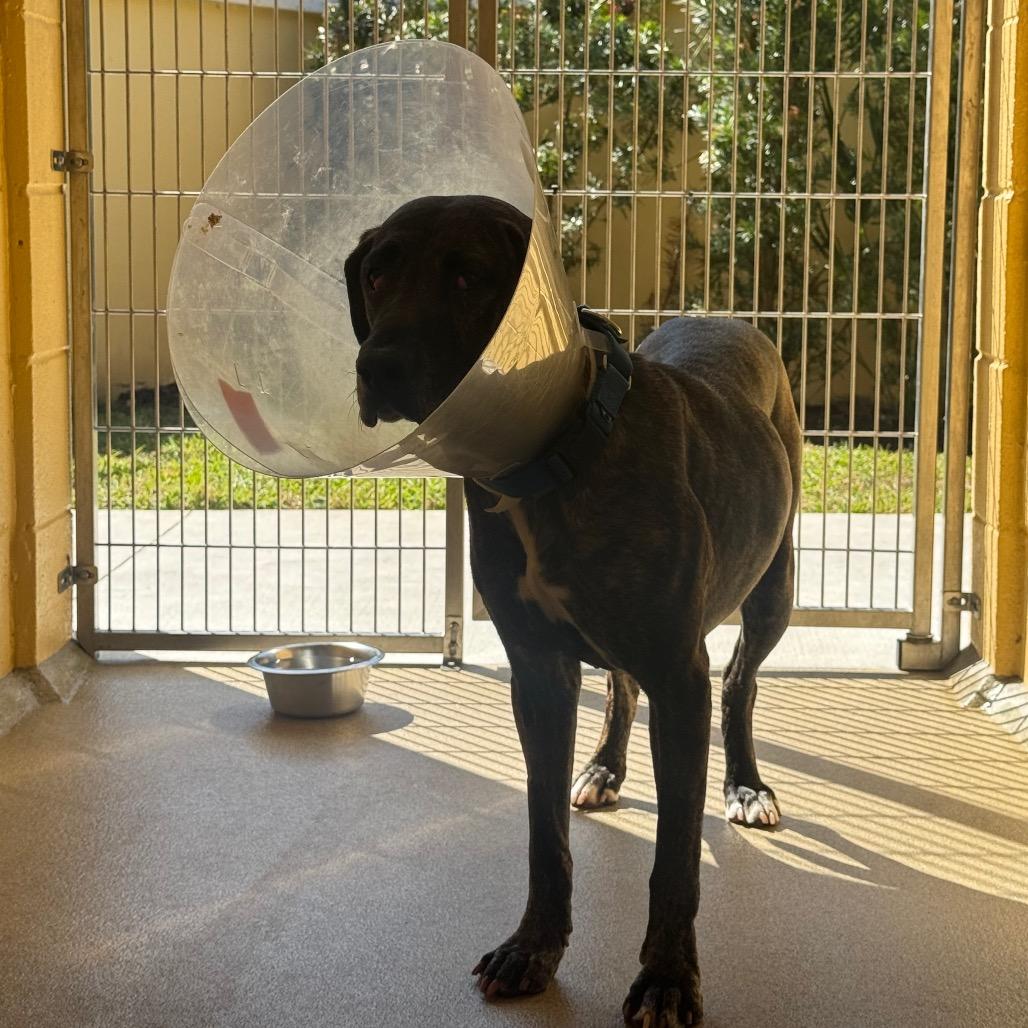 Enlarge Millie, a Adoptable mixed breed in West Palm Beach, FL image 2/6