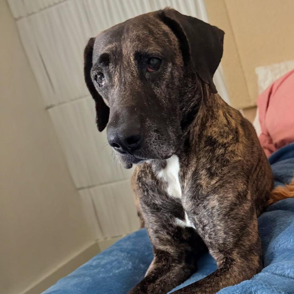 Enlarge Millie, a Adoptable mixed breed in West Palm Beach, FL image 1/3