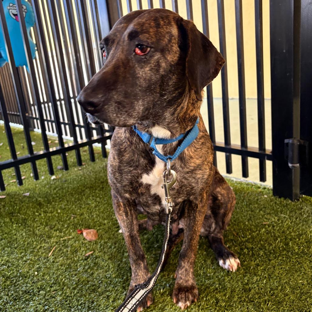 Enlarge Millie, a Adoptable mixed breed in West Palm Beach, FL image 3/6