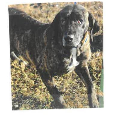 Enlarge Millie, a Adoptable mixed breed in West Palm Beach, FL image 4/6