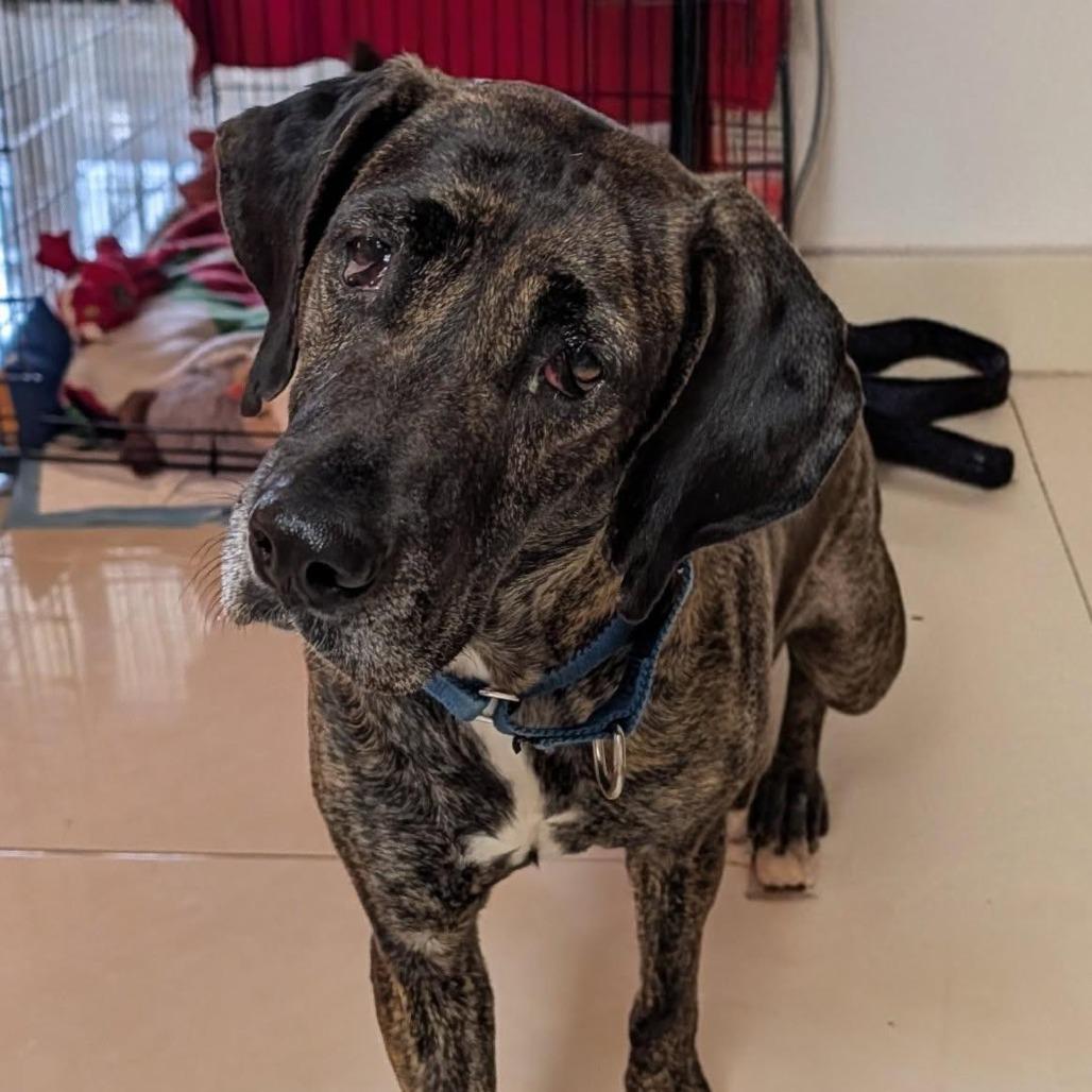 Enlarge Millie, a Adoptable mixed breed in West Palm Beach, FL image 2/3