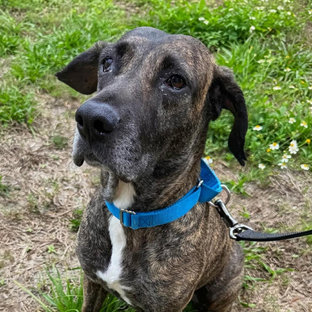 Enlarge Millie, a Adoptable mixed breed in West Palm Beach, FL image 3/3