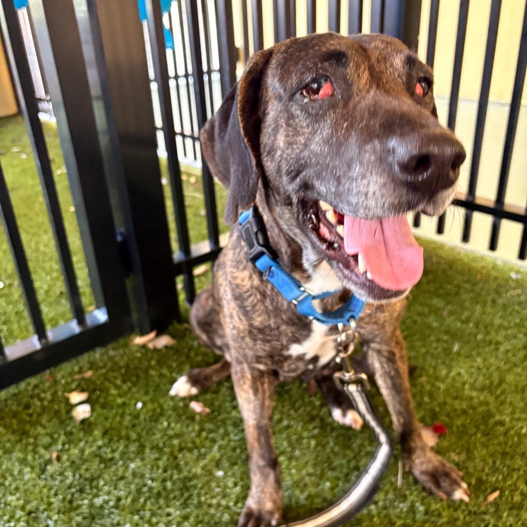 Enlarge Millie, a Adoptable mixed breed in West Palm Beach, FL image 5/6