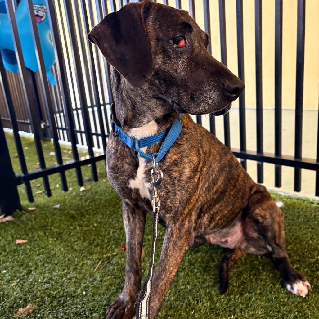 Enlarge Millie, a Adoptable mixed breed in West Palm Beach, FL image 6/6