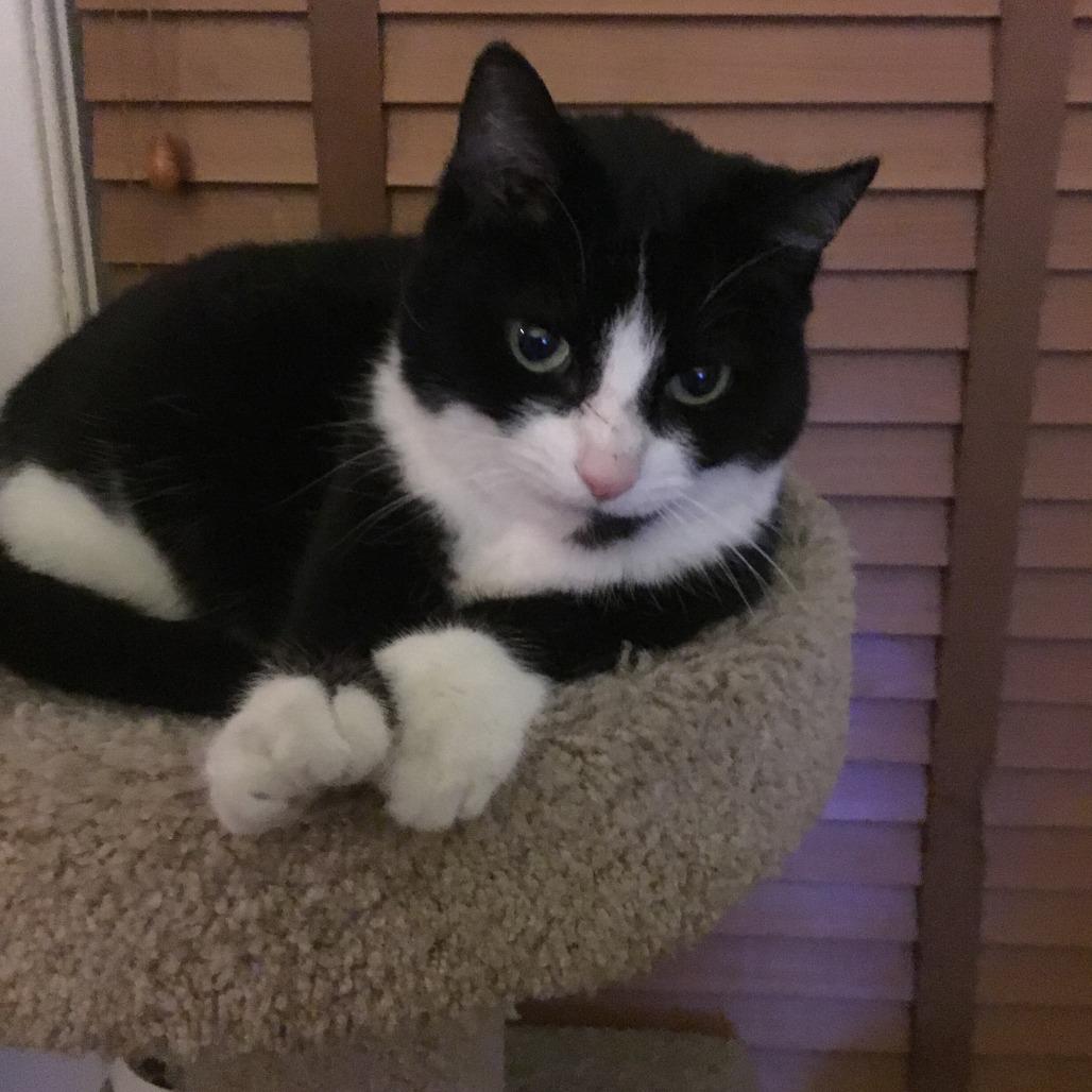 Chacana, Adoptable, Senior Female Domestic Short Hair.