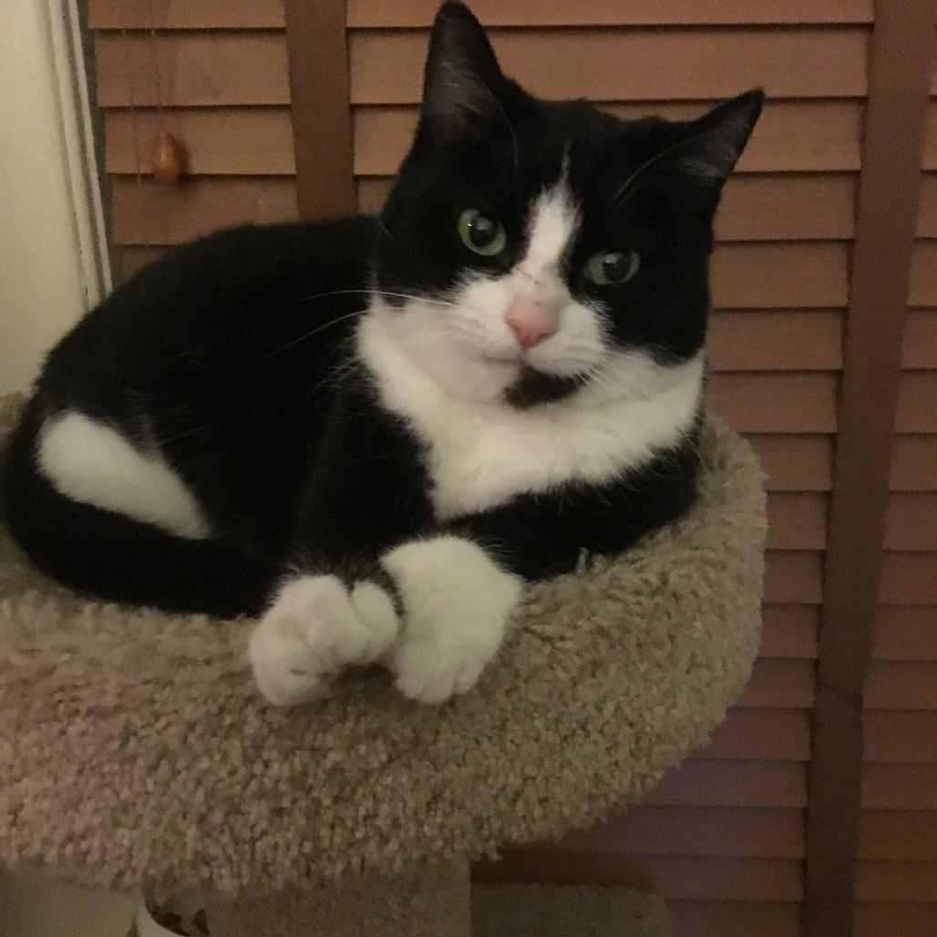 Enlarge Chacana, a Adoptable Domestic Short Hair in Danbury, CT image 2/3