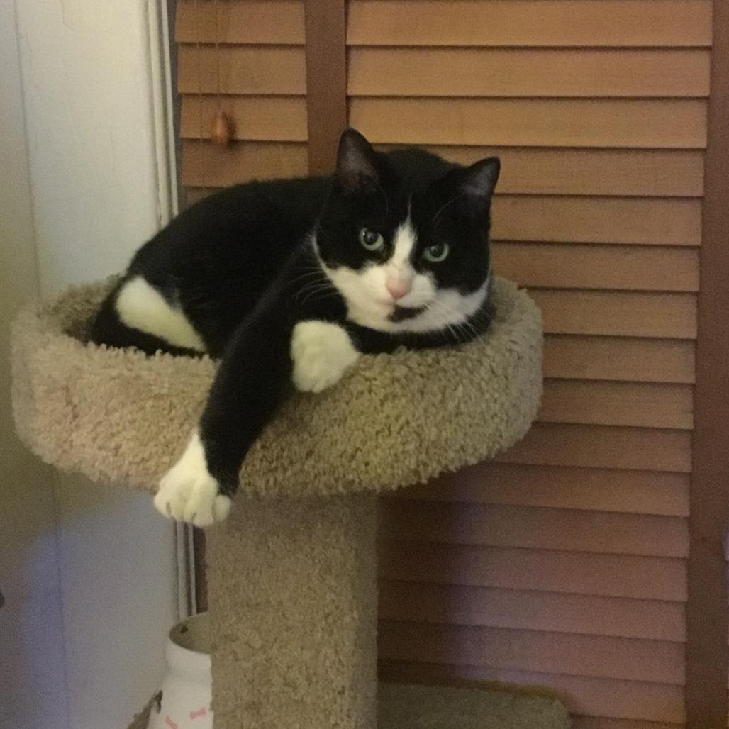 Enlarge Chacana, a Adoptable Domestic Short Hair in Danbury, CT image 3/3