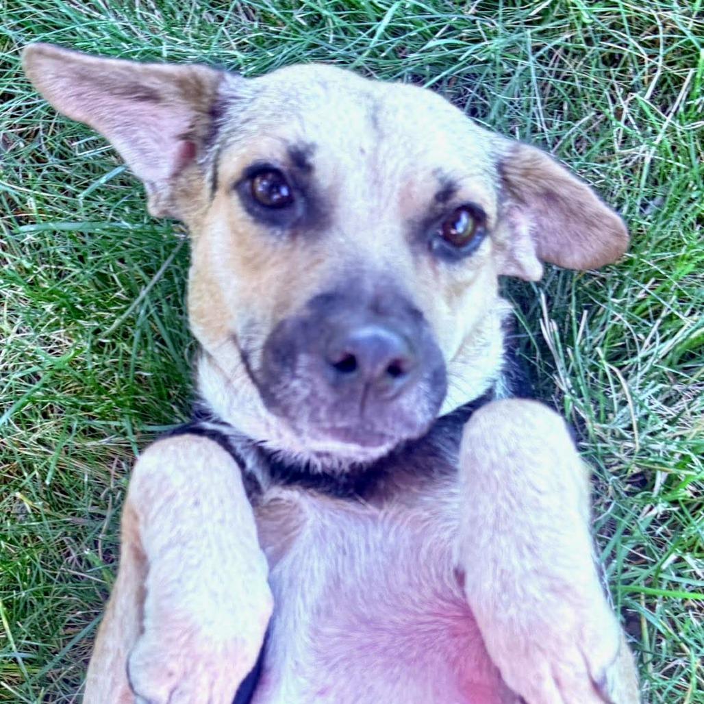 Desi, a Adoptable mixed breed in Bend, OR image 1/6