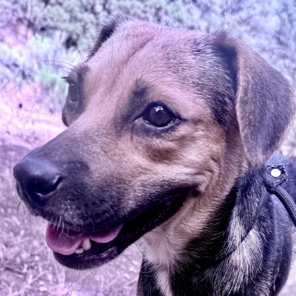 Desi, a Adoptable mixed breed in Bend, OR image 2/6