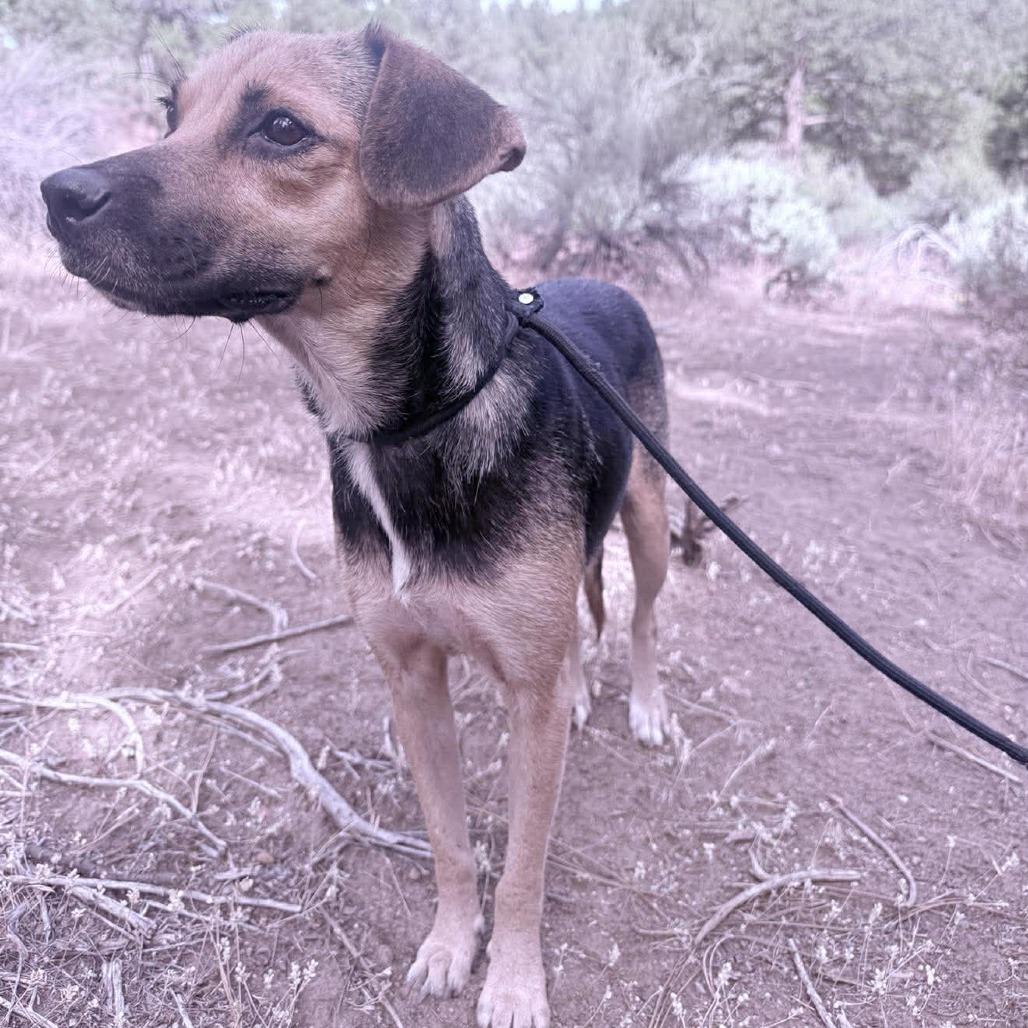 Desi, a Adoptable mixed breed in Bend, OR image 3/6