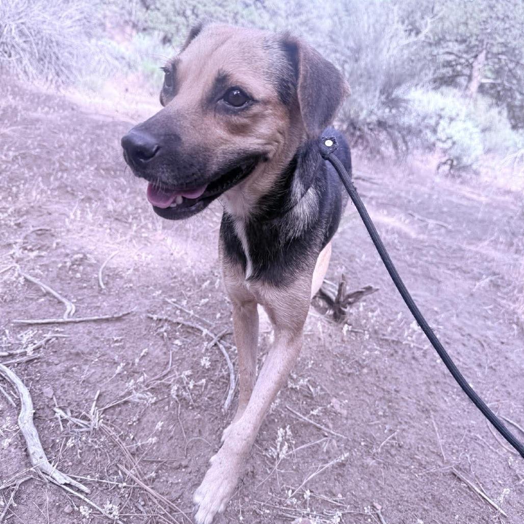 Desi, a Adoptable mixed breed in Bend, OR image 4/6