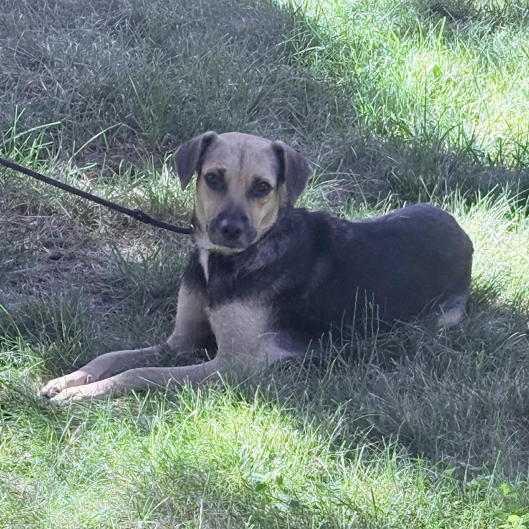 Desi, a Adoptable mixed breed in Bend, OR image 5/6
