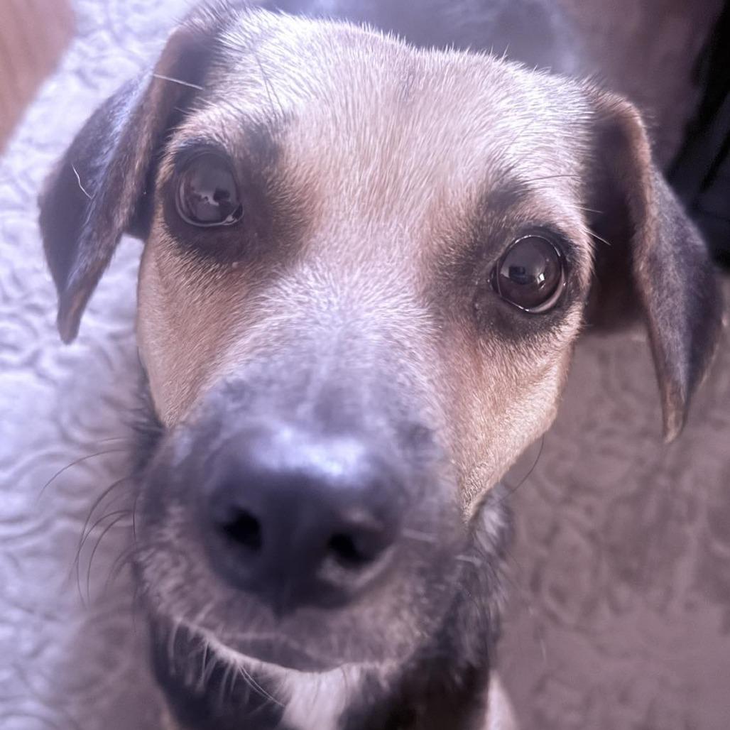 Desi, a Adoptable mixed breed in Bend, OR image 6/6