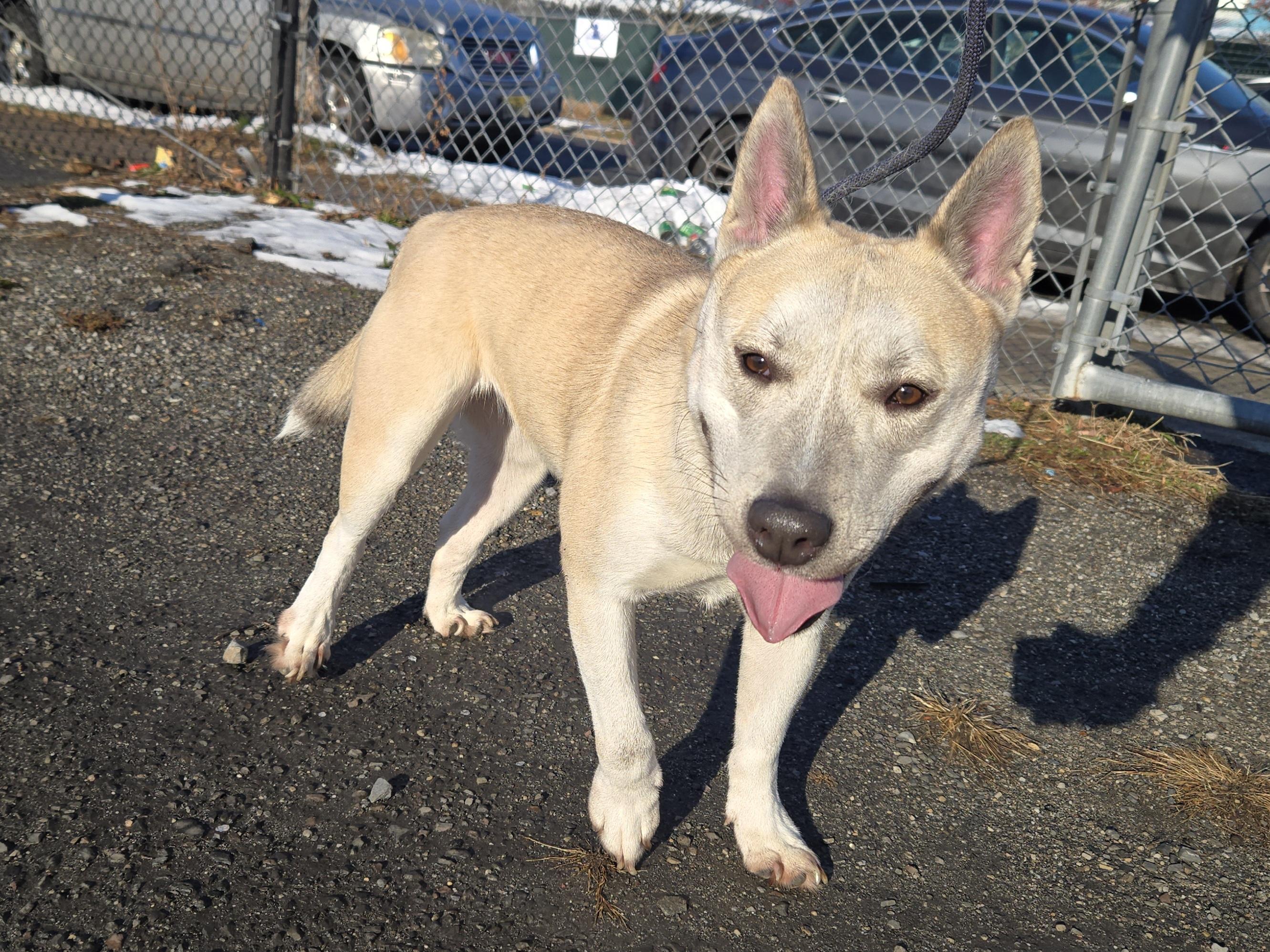 Enlarge Francisca, a ADOPTABLE mixed breed in Trenton, NJ image 2/3