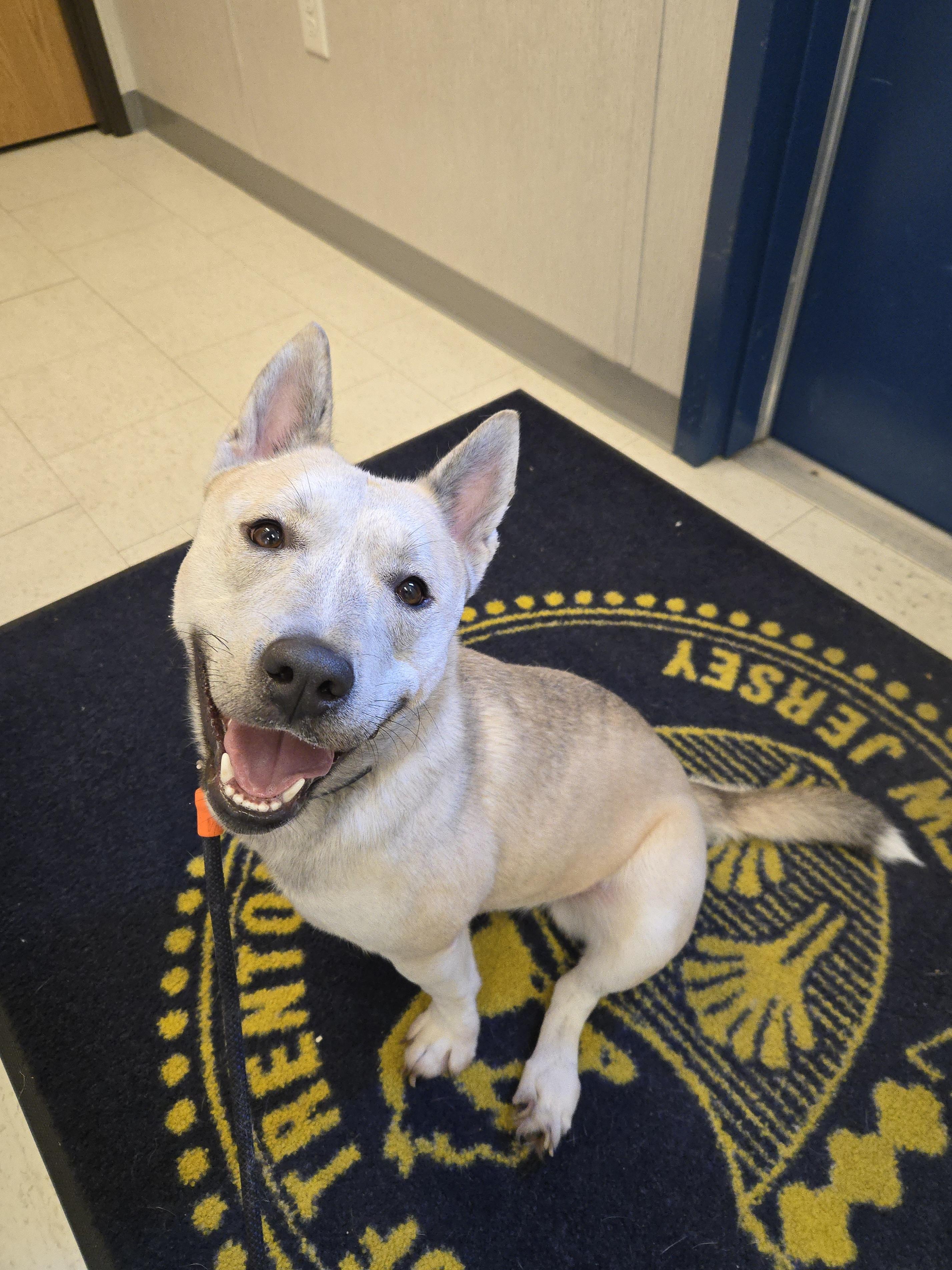 Enlarge Francisca, a ADOPTABLE mixed breed in Trenton, NJ image 1/3