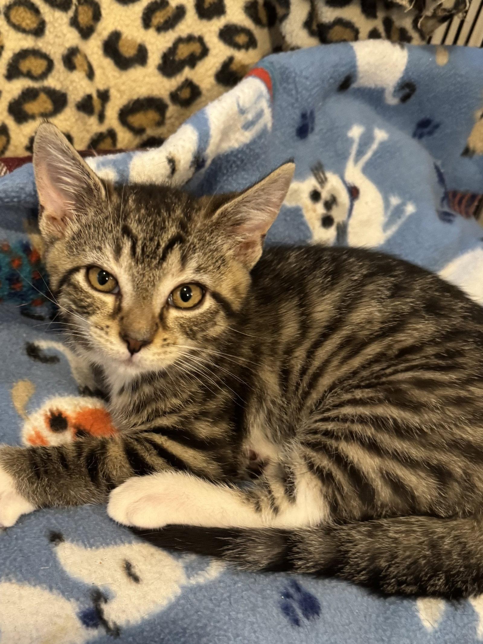 Jonah (foster cat), a Adopted Domestic Short Hair in Gettysburg, PA image 1/2