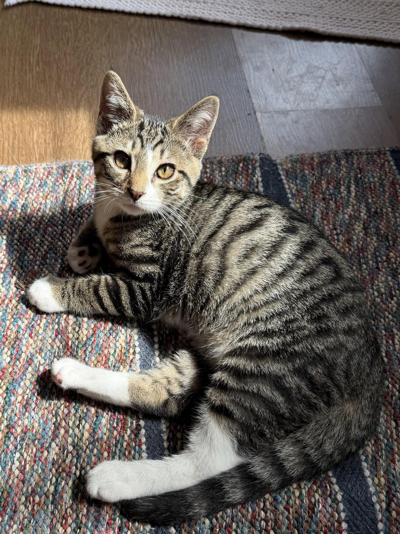 Jonah (foster cat), a Adopted Domestic Short Hair in Gettysburg, PA image 2/2