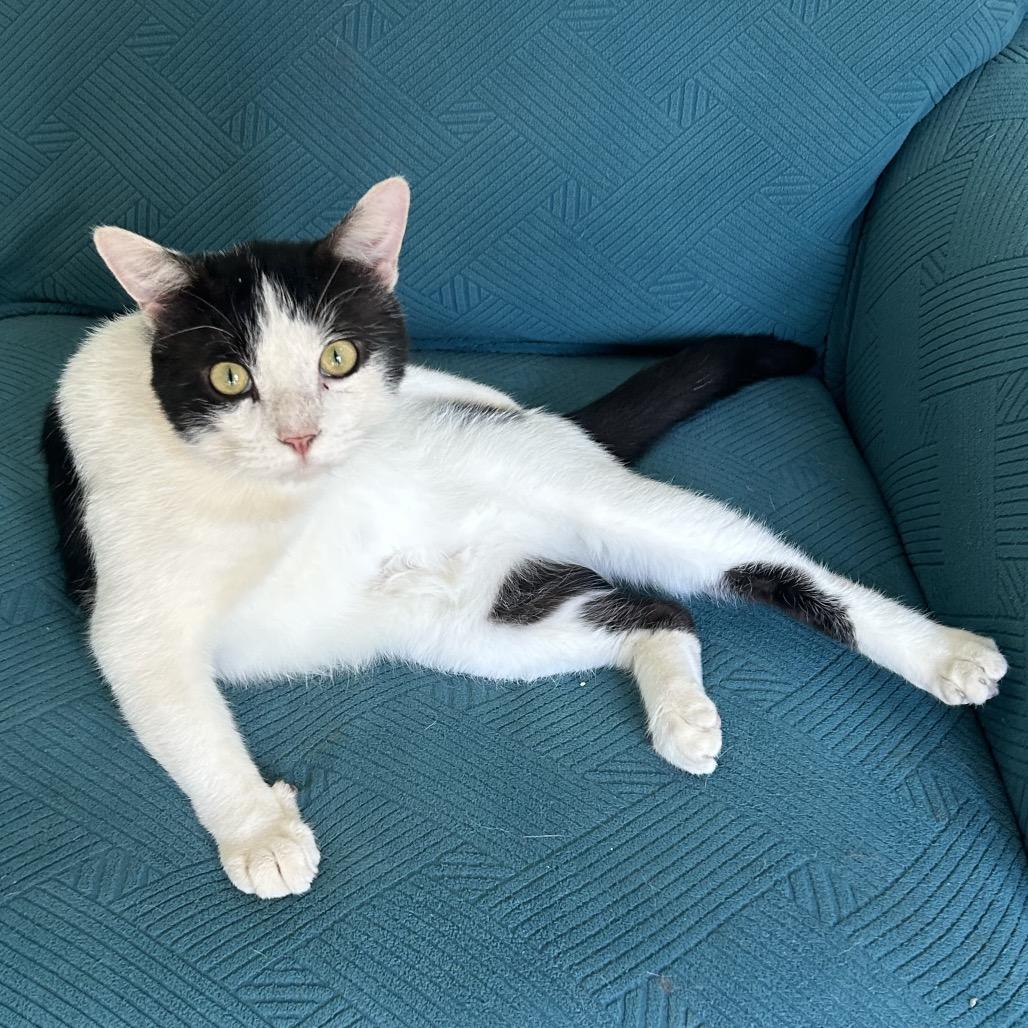 Enlarge Silas, a Adoptable Domestic Short Hair in Brownsboro, AL image 1/6