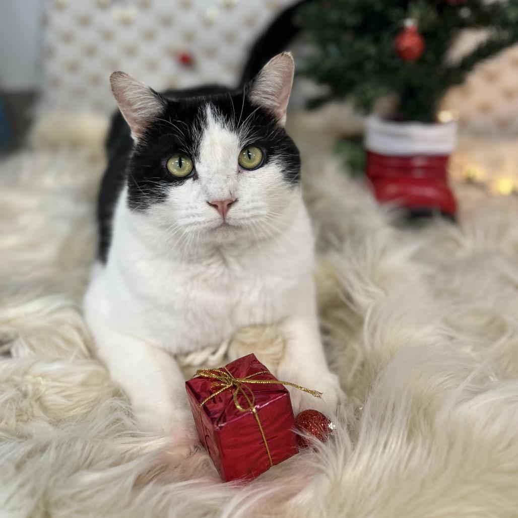 Enlarge Silas, a Adoptable Domestic Short Hair in Brownsboro, AL image 2/6