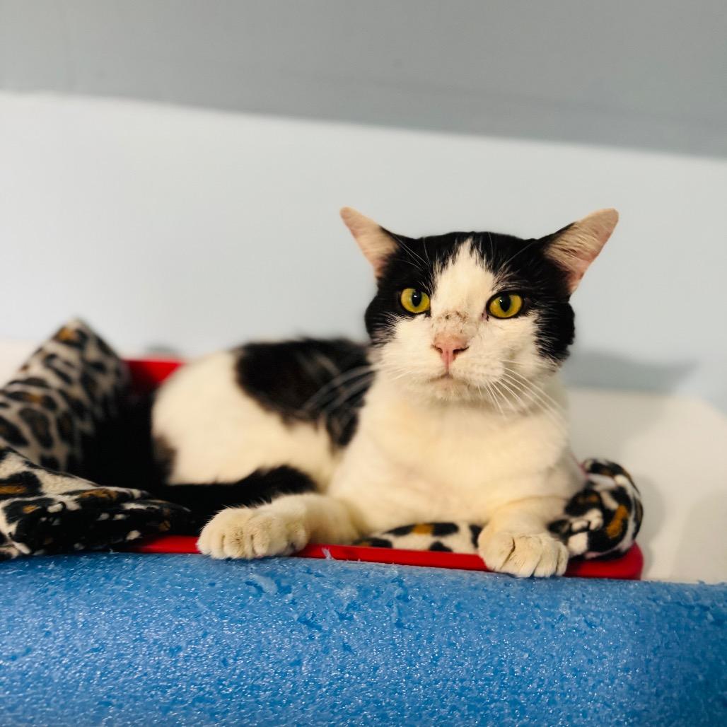 Enlarge Silas, a Adoptable Domestic Short Hair in Brownsboro, AL image 3/6