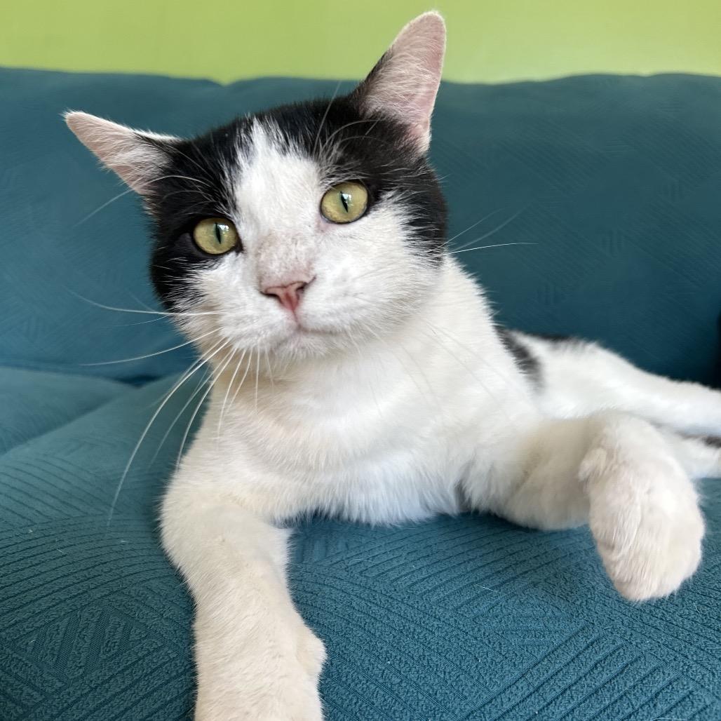 Enlarge Silas, a Adoptable Domestic Short Hair in Brownsboro, AL image 4/6