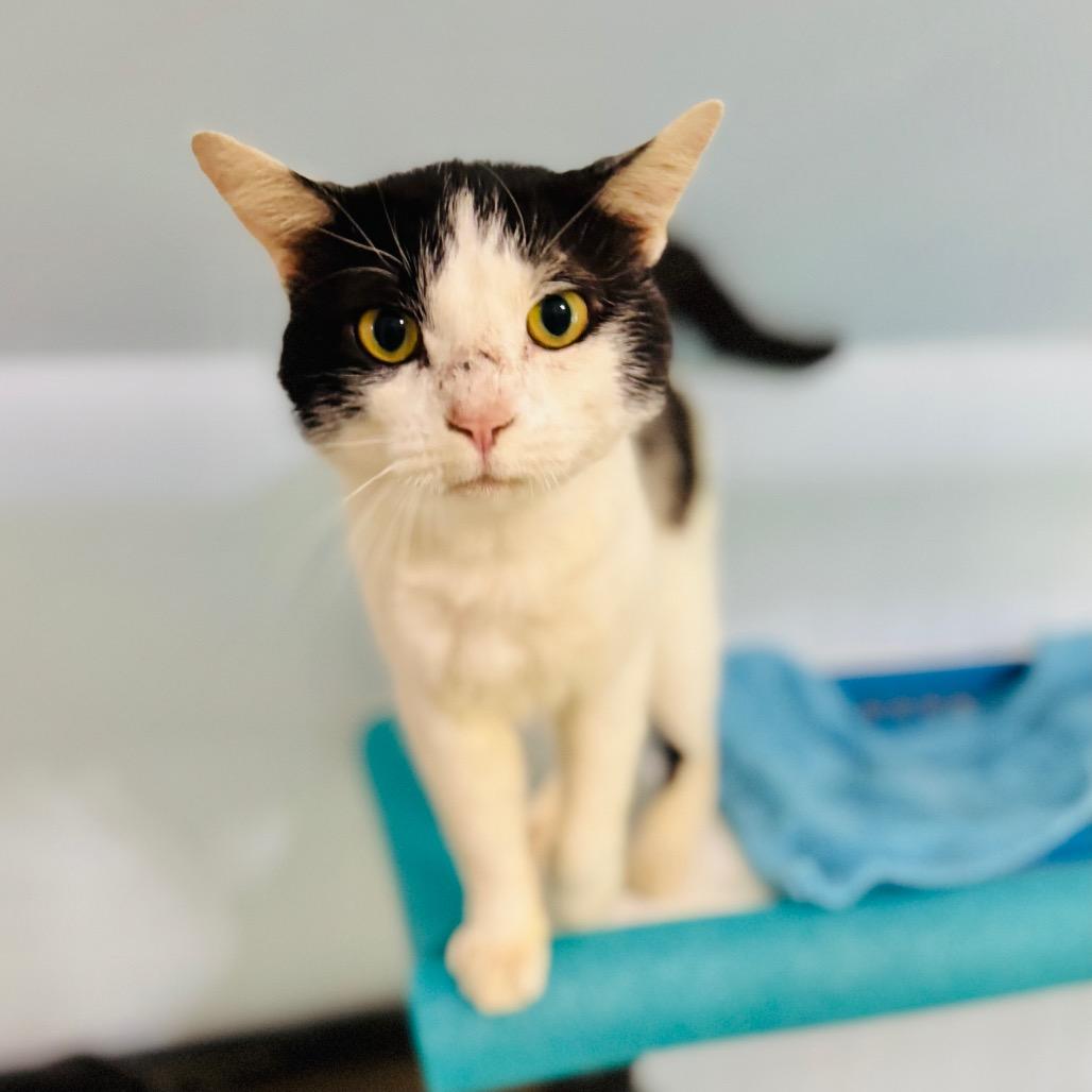 Enlarge Silas, a Adoptable Domestic Short Hair in Brownsboro, AL image 5/6