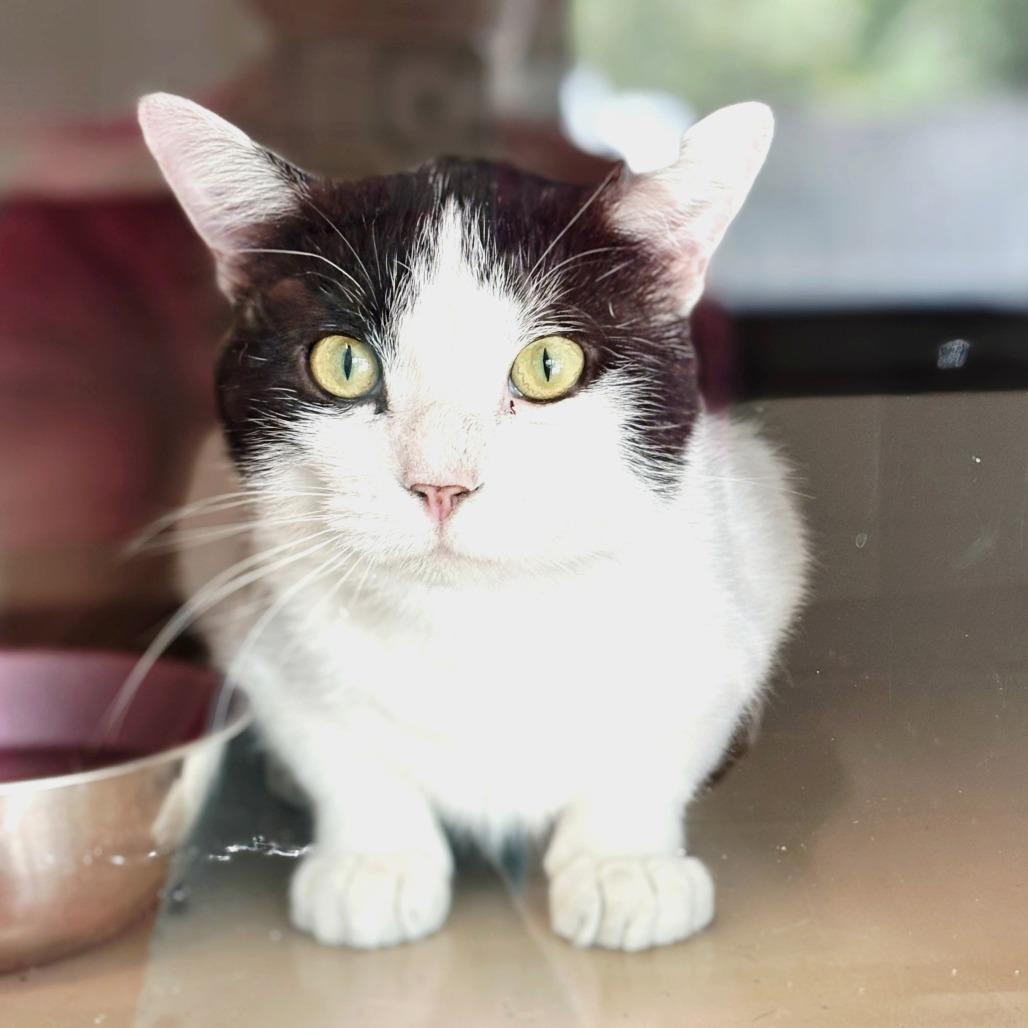 Enlarge Silas, a Adoptable Domestic Short Hair in Brownsboro, AL image 6/6