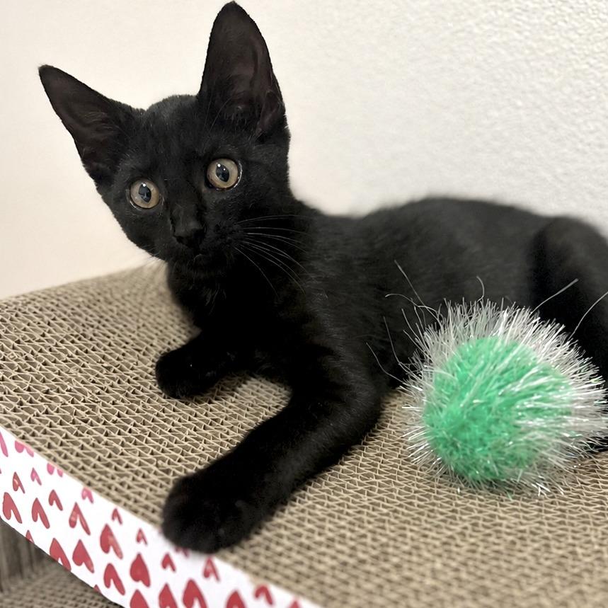 Kitsune, a Adoptable Domestic Medium Hair in Prosper, TX image 2/6